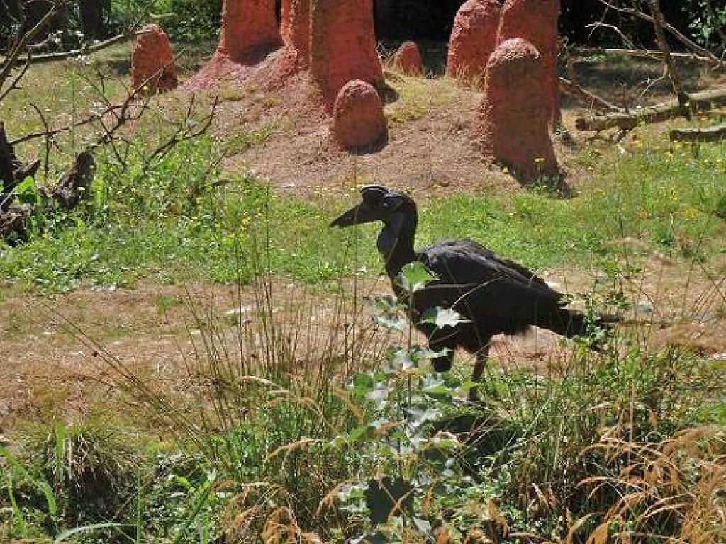 101PARC AUX OISEAUX DANS L AIN 2016 1_000048.jpg
